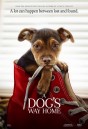 A Dog's Way Home (2019)  เพื่อนรักผจญภัยสี่ร้อยไมล์