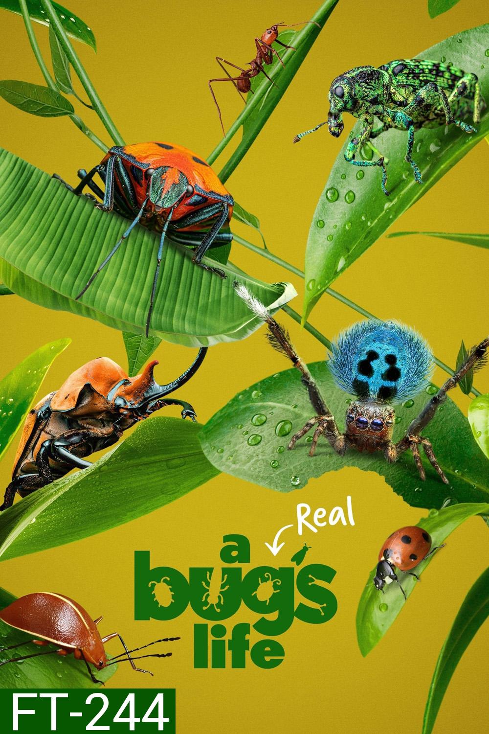 A Real Bug's Life Season 1 (2024) 5 ตอน