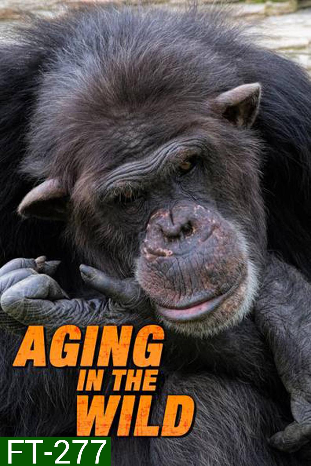 Aging in the Wild ช่วงชีวิตในป่าใหญ่ (2017) 5 ตอน